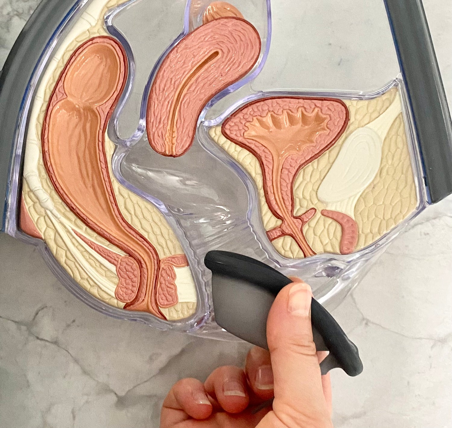 Comment insérer un disque menstruel Fornix / How to insert a Fornix Menstrual Disc